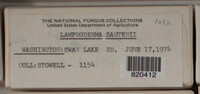 Lamproderma sauteri image